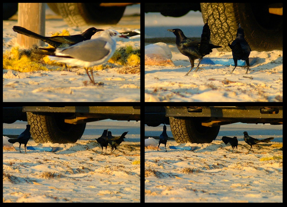 (33) crows and gull montage.jpg   (1000x720)   349 Kb                                    Click to display next picture